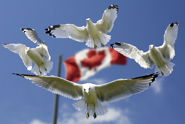 seagulls-540791_640.jpg